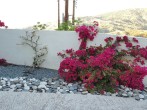 Flowers Flowers